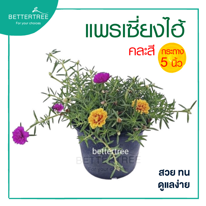 แพรเซี่ยงไฮ้คละสี กระถาง 5 นิ้ว  Portulaca grandiflora  ต้นไม้กลางแดด