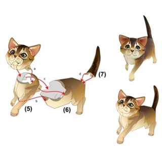 โมเดลกระดาษ 3D : แมว อะบิสซิเนียน กระดาษโฟโต้เนื้อด้าน  กันละอองน้ำ ขนาด A4 220g.