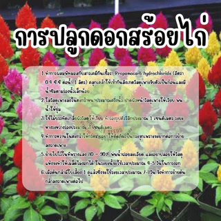เมล็ดพันธุ์ดอกสร้อยไก่ 500เมล็ด คุ้มที่สุดเรทส่งโรงงาน ถูกที่สุด
