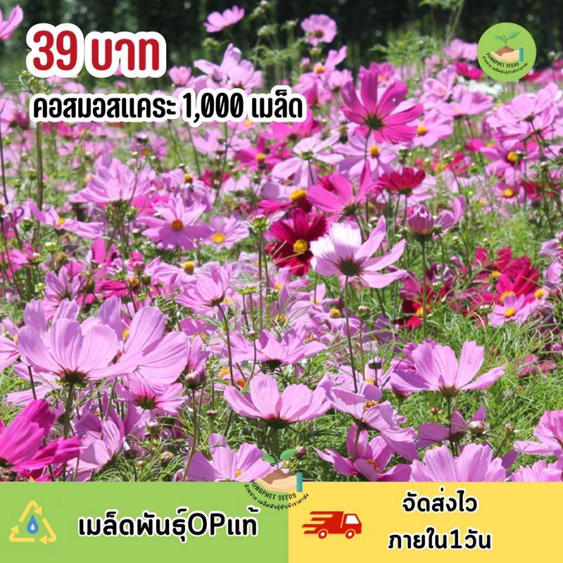 คอสมอสแคระ1,000เมล็ด คละสี ราคาส่งปลูกง่ายโตไว