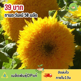 เมล็ดพันธุ์ดอกทานตะวันหมี (เท็ดดี้แบร์) 60 เมล็ด