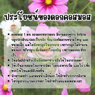 ดอกคอสมอสขาวล้วน 500 เมล็ด ไม่มีสีอื่นคละ