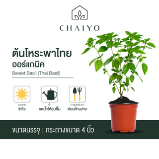 ต้นโหระพาไทย ออร์แกนิค Organic Thai Basil กระถาง 4 นิ้ว