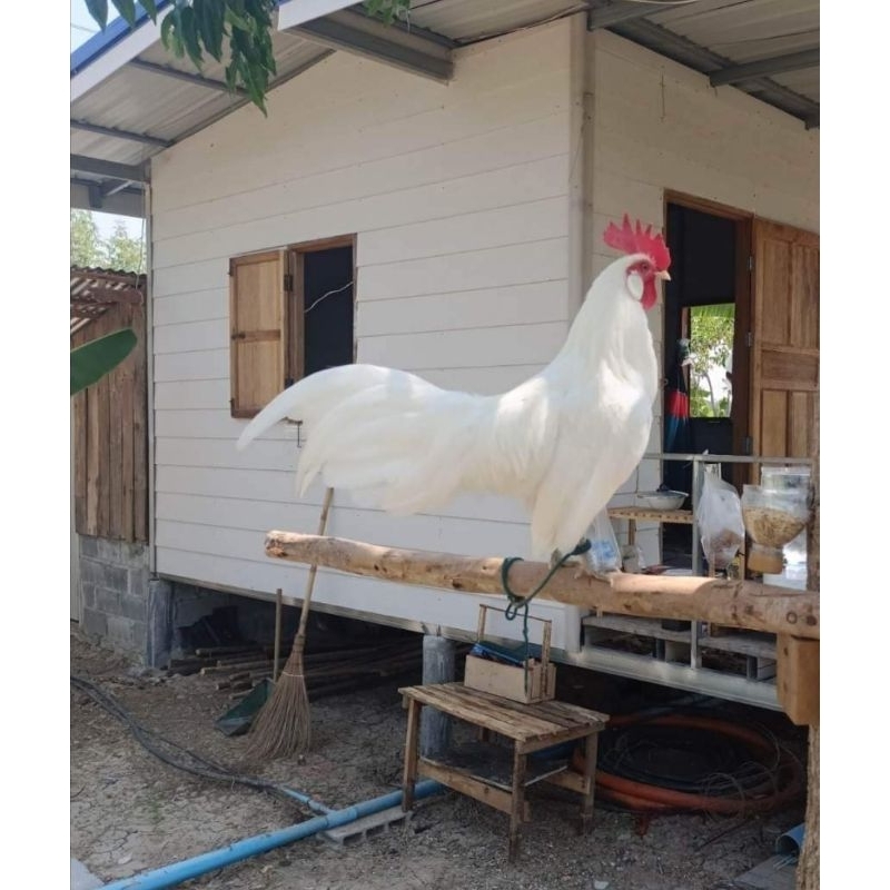 ไก่เชื้อ ไก่แจ้ ลูกผสมป่า สีขาวมงคล ชุด 5 ฟอง