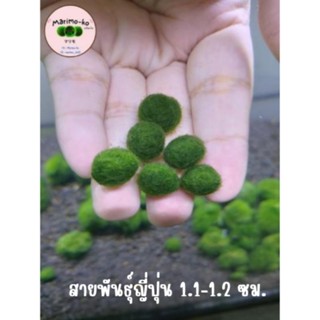 Marimo มาริโมะสายพันธุ์ญี่ปุ่น ขนาด 1.1-1.2 ซม. (พร้อมส่ง)