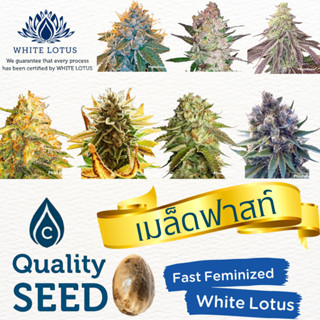 เมล็ดสายพันธุ์นอกแท้ ฟาสท์ ค่าย WHITE LOTUS (ไวท์โลตัส) เพศเมีย100% Fast Feminized Seeds โปรส่วนลดเมื่อชื้อแพ็ค 5 เมล็ด