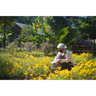 ชาสมุนไพรเก็กฮวย (Chrysanthemum Tea) (สวรรค์บนดิน SAWANBONDIN)