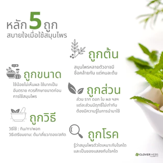 Cloverhebs ใบบัวบัก พลัส 30 cs