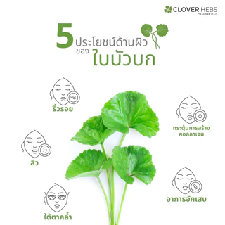 Cloverhebs ใบบัวบัก พลัส 30 cs