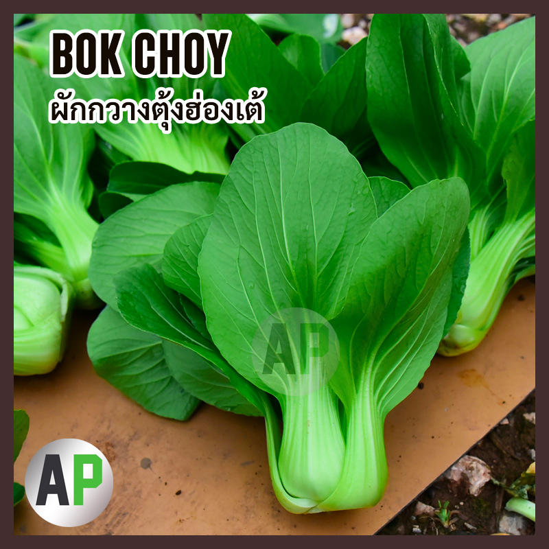 [ 3000เมล็ด ] เมล็ดพันธุ์ กวางตุ้งฮ่องเต้ ผักกวางตุ้งฮ่องเต้ Bok choy Canton Pak Choi Seed