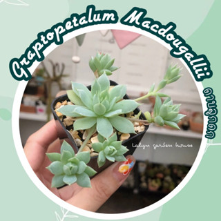 🌹🍀กุหลาบหินลูกดก (ดาบลูกดก) Graptopetalum Macdougallii ไม้อวบน้ำ กุหลาบหิน แตกกิ่งเก่ง ปักชำง่าย🍀🌹