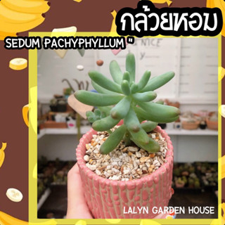 🌵🍌ไม้อวบน้ำ ต้นกล้วยหอม ( Sedum pachyphyllum ) 🌵🍌 เหมือนกล้วยจริงๆ ยิ่งเจอแดดตรงปลายจะเป็นสีน้ำตาล แตกกิ่งง่าย😉