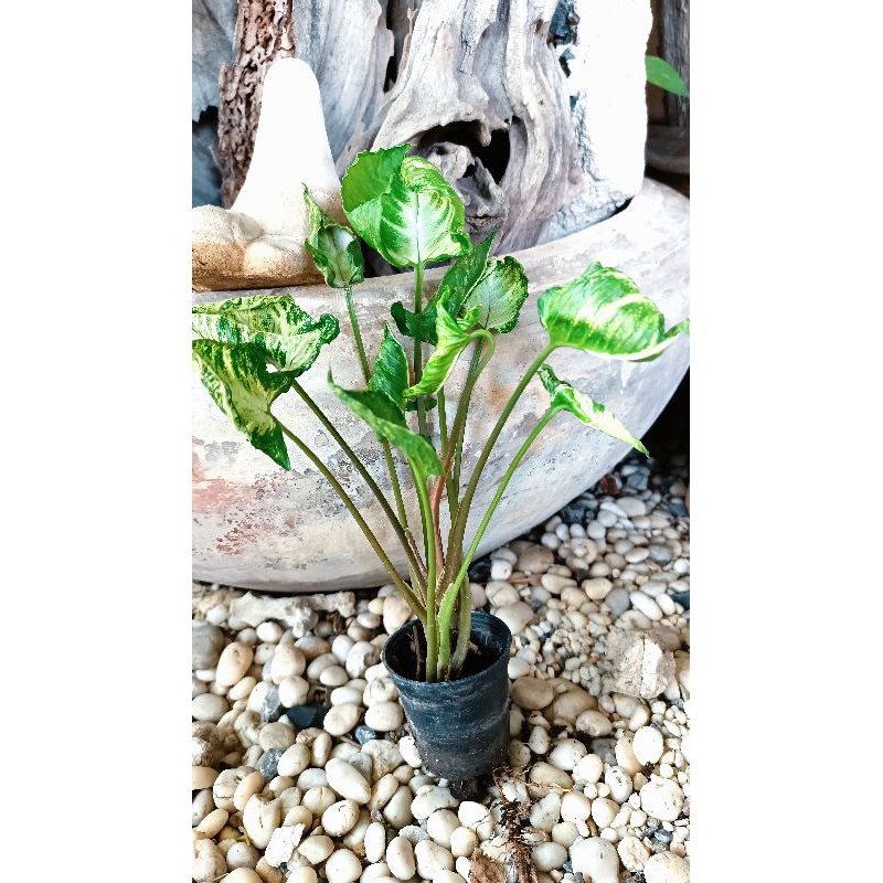ต้นห่อเงินห่อทองด่าง Syngonium Godzilla ทรงใบสวยทิ้งใบช้า