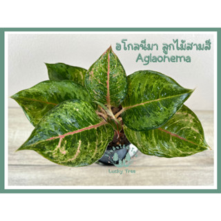 ต้นลูกไม้สามสี อโกลนีมา Aglaonema พร้อมกระถาง