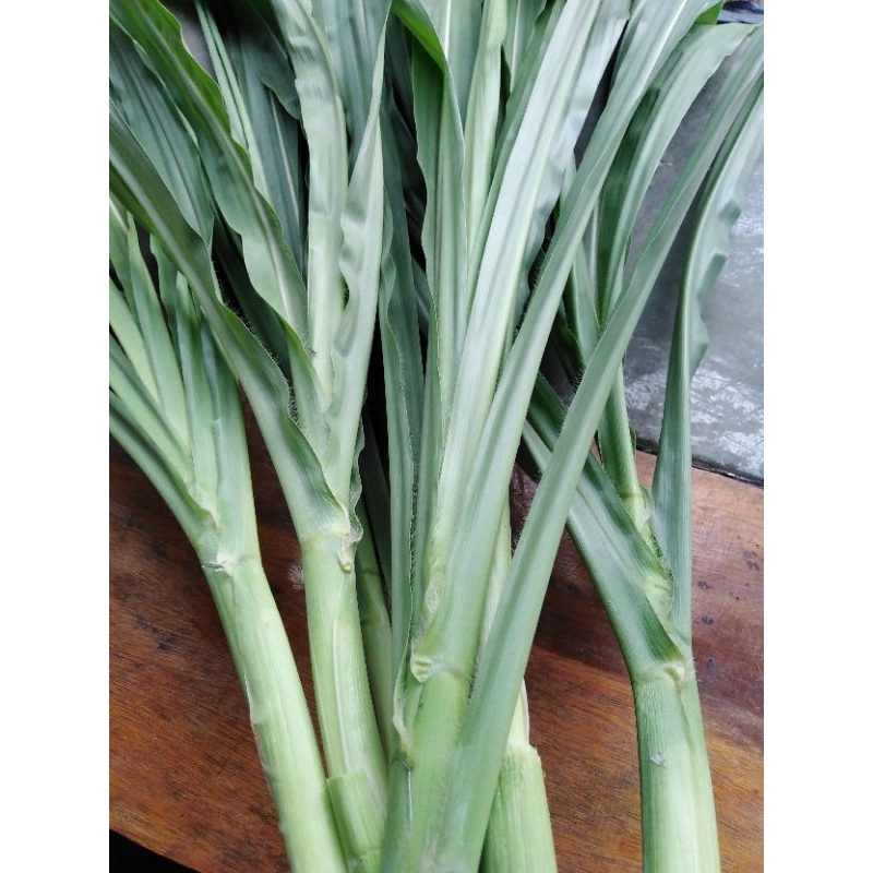 หญ้าม้ายอดหญ้าหวานอิสราเอล​ 50บาท