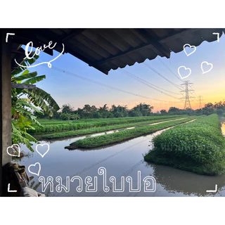 ใบปอ ใบปอสดลวกเกลือ คัดก้านพิเศษ คัดยอดปอ (ยังไม่ผัด)