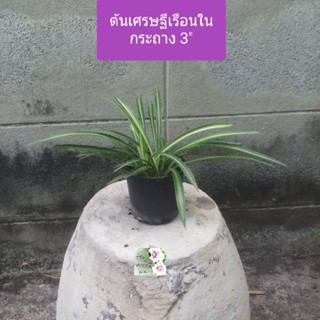 ต้นเศรษฐีเรือนใน Spider plant กระถาง 3" เป็นไม้มงคล ฟอกอากาศดีมาก