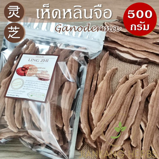 เห็ดหลินจืออบแห้ง A คัดชิ้นใหญ่สวย 500 1000 กรัม Lingzhi Mushroom เห็ดหลินจือแดง Ganoderma หลินจือ 灵芝 หลิงจือ เหล๊งจือ