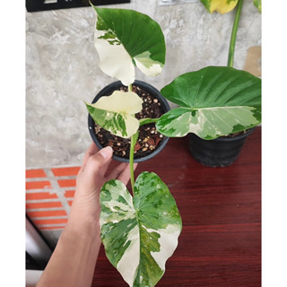 ไม้ประดับ สวยงาม Alocasia Okinawa Silver บอนโอกินาวา ด่างสวยๆ ฟอร์มสวย ใบล่าสุดมาอย่างแจ่ม อยู่ในกระถาง 8 นิ้ว รากเดินดี