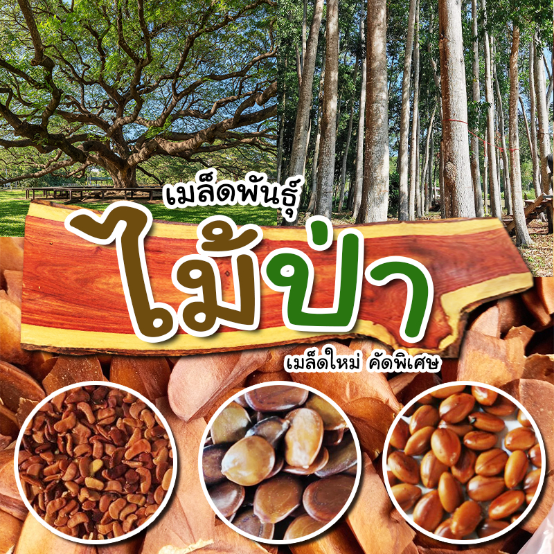 [ติดตามลด 20%] เมล็ดพันธุ์ไม้ป่า ไม้มงคล เมล็ดใหม่คัดพิเศษ เหมาะสำหรับบ้านและสวนขนาดเล็ก