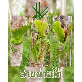 เฟิน สายม่านใต้ (ขนาดกลาง)กระเช้าสีดา ชายผ้าสีดา platycerium จัดสวน ตกแต่งร้าน