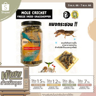 แมงกระชอน อัดกระป๋อง FREEZE DRIED Mole Cricket