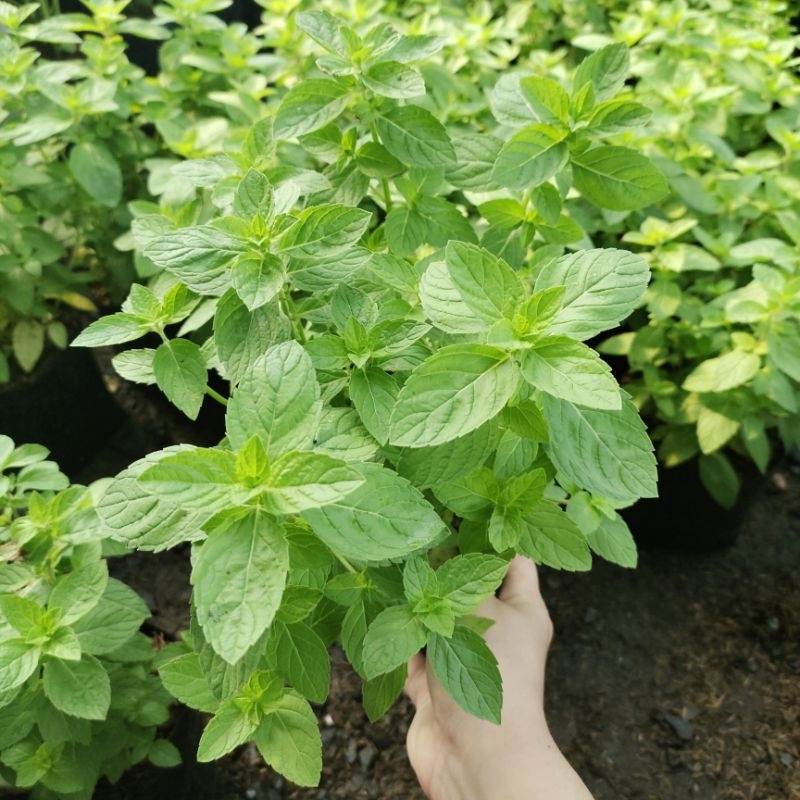 ต้นมิ้นต์ ใส่ถุงดำ 6 นิ้ว พร้อมปลูก ประดับจานอาหาร กลิ่นหอมสดชื่นเย็นๆ ใช้ทำชา