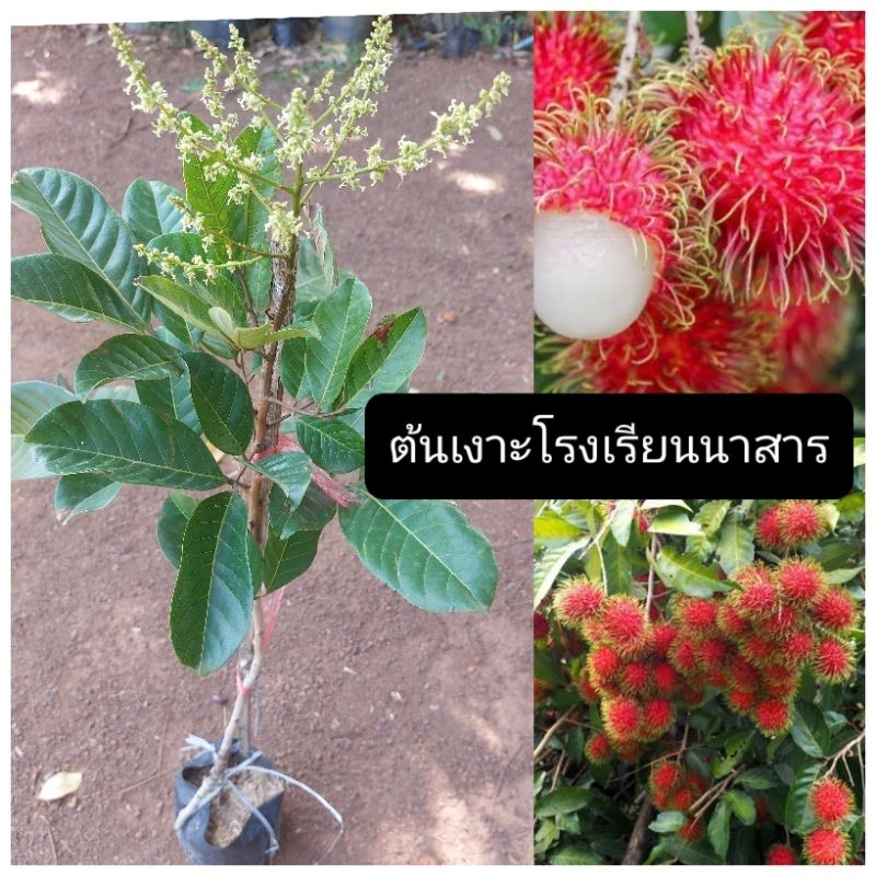 ต้นเงาะโรงเรียนนาสาร /ทาบกิ่ง ขนาด80-100ซม./ต้นเตี้ยปีเดียวติดผล รสชาติหวานผลใหญ่