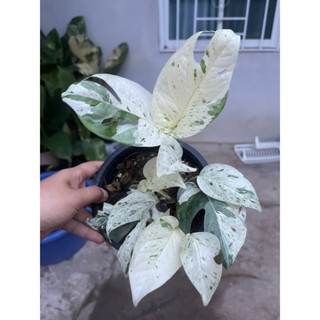 Philo.Epipremnum Pinnatum Marble Variegated ต้นอีพิ.มาเบิ้ลด่าง