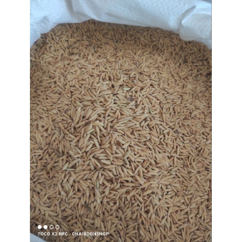 เมล็ดพันธุ์ข้าวหอมดอกมะลิ 105 แท้ 100% จำนวน 5 กิโลกรัม