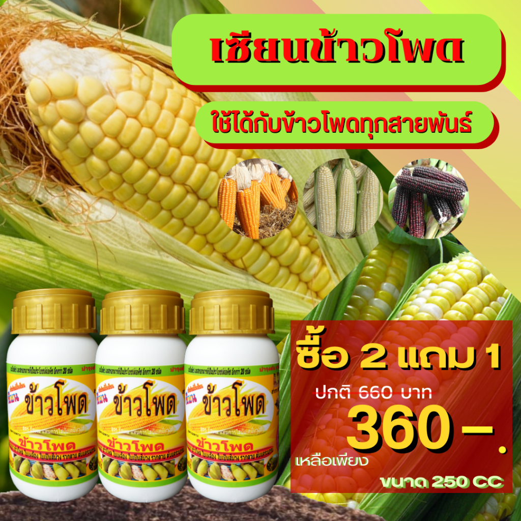 เซียนข้าวโพด ซื้อ 1 แถม 2 บำรุงต้นโตสม่ำเสริม บำรุงต้นโตไว ฉีดพ่นทางใบ