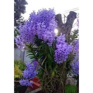 เอื้องฟ้าหมุ่ย1ต้นหายากมีน้อยนะค่ะรีบสะสมไว้ได้เลยจ้า🌈🌷🪴