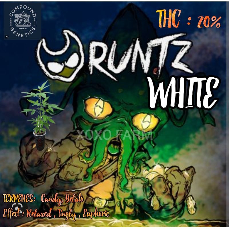 กิ่งชำกัญชา WHITE RUNTZ ค่าย COMPOUND GENETICS โฟโต้ เมียแท้ 100%