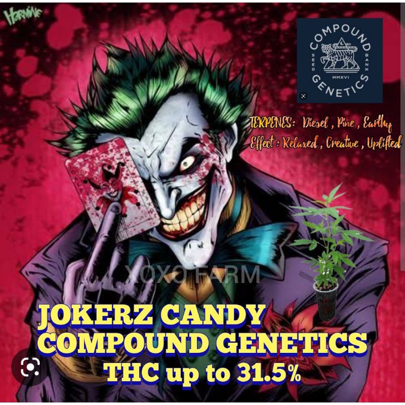 กิ่งชำกัญชา Jokerz Candy ค่าย Compound Genetics โฟโต้ เมียแท้ 100%