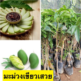 🍈มะม่วงเขียวเสวย🍈🎋 ต้นเสียบยอด ต้นประมาณ 40-45 เซนติเมตร