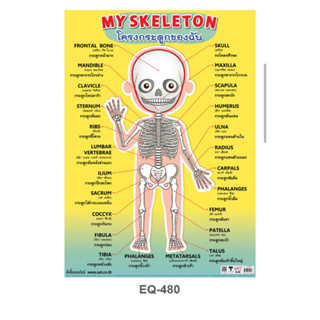 โครงกระดูกของฉัน EQ 480 โปสเตอร์สื่อการสอน 2 ภาษา หุ้มพลาสติก ขนาด 50 * 70 cm