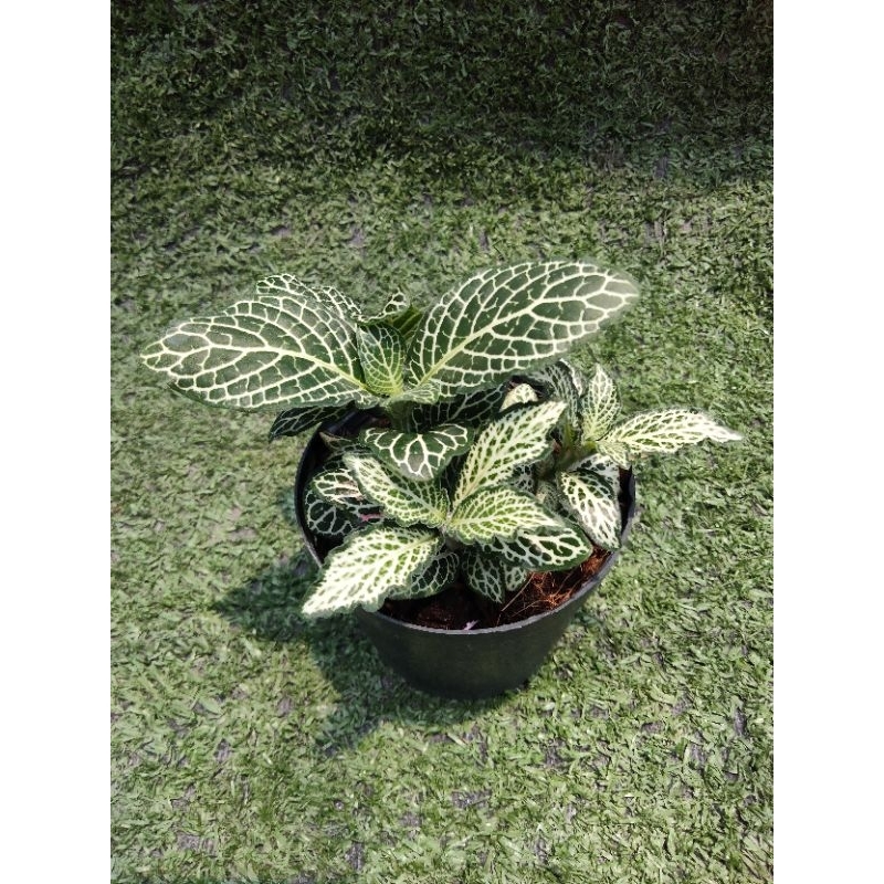 ต้นพรมออสเตรเเลีย" White Forest Flame " [ Fittonia " White Forest Flame " ] ในกระถาง3"