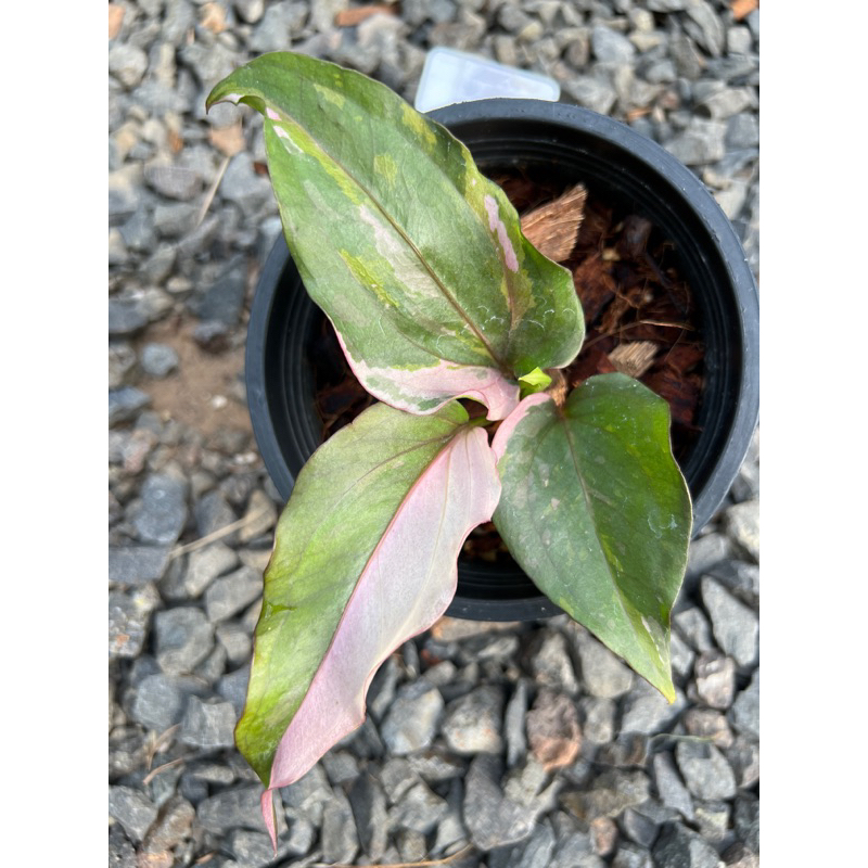 โชคเก้าชั้นดำด่างชมพู(ไม้หน่อ)กระถาง 5”/6”/8”Anthuruim hybrid