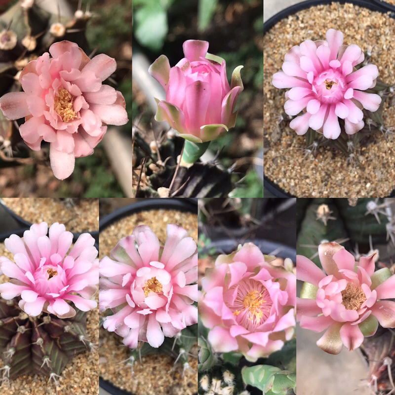 ยิมโนดอกชมพู กระถางใหญ่ 4”นิ้ว gymnocalycium