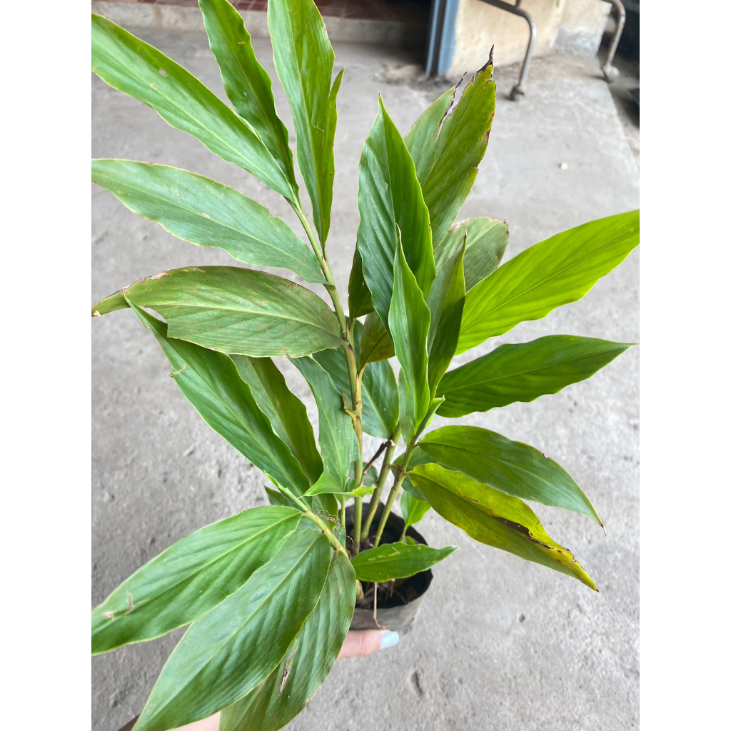 ต้นพันธุ์ ขิงแดง พร้อมปลูก ถุงละ 59 บาท ราคาถูก Shopee Lazada