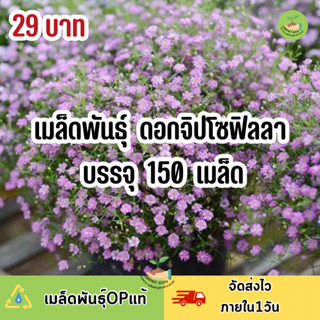 ถูกสุดคุ้ม เมล็ดพันธุ์ ดอกจิปโซฟิลลา คละสี บรรจุ 150 เมล็ด