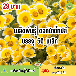 ถูกสุดคุ้ม เมล็ดพันธุ์ ดอกไทดี้ทิปส์ ดอกไม้ไข่