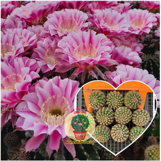 หน่อเด็ดสด 10 หน่อ 20 บาท  แคคตัส/กระบองเพชร Cactus อิชอนอป Echinopsis ไฮบริด แองเจิ้ล