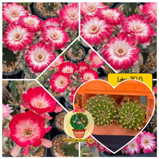 หน่อเด็ดสด 2 หน่อ 20 บาท  แคคตัส/กระบองเพชร Cactus Lobivia โลบิเวีย PCL15 สีใหม่ล่าสุดสวนบรีดขึ้นเอง แจ่มมาก บานสองวัน