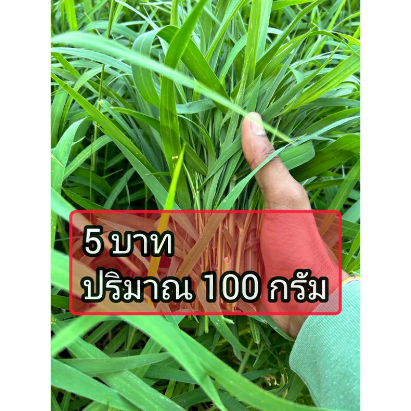 หญ้าขน 100กรัม ยอดอ่อนๆ สั้นๆ เท่านั้น ✔️กดคืนสินค้า✔️คืนเงิน ถ้า❌ไม่ตรงปก