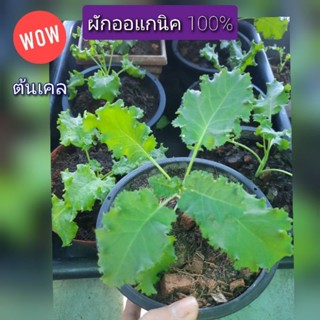 ต้นเคลใบยิก🥬ราชนีแห่งผักใบเขียว🥦พร้อมทานได้เลยคับ