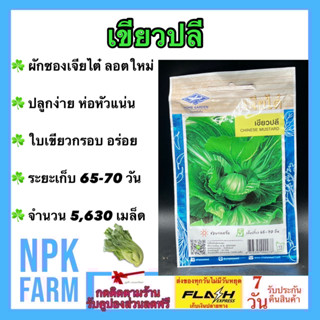 ผักซอง เจียไต๋ เขียวปลี จำนวน 5630 เมล็ด/ซอง ลอตใหม่ งอกดี ผักกาดเขียว ผักกาดดอง บหนา กาบบิด ปลีห่อแน่น ผลผลิตสูง