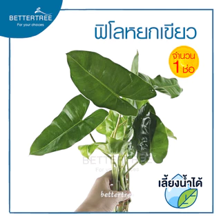 ฟิโลหยกเขียว (จำนวน 1 ช่อ) philodendron ไม้ฟอกอากาศ เลี้ยงน้ำได้ ต้นไม้