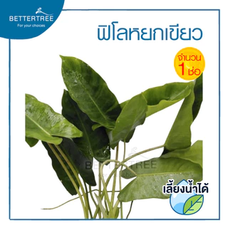 ฟิโลหยกเขียว (จำนวน 1 ช่อ) philodendron ไม้ฟอกอากาศ เลี้ยงน้ำได้ ต้นไม้