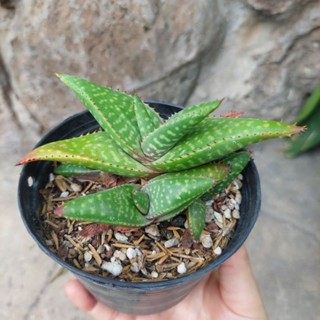 Aloe vera อโลเวร่าแคระ